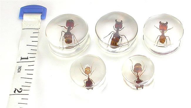 ANT - Actual Ant inside an Acrylic Plug - 16mm - 24mm - Price Per 1 - Monster Steel