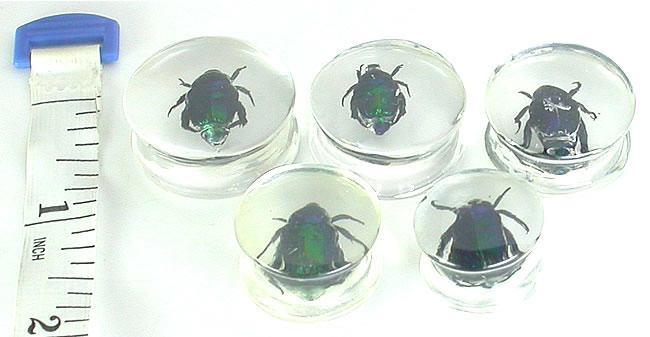 Green Beetle - Actual Green Bettle inside an Acrylic Plug - 16mm-24mm - Price Per 1 - Monster Steel