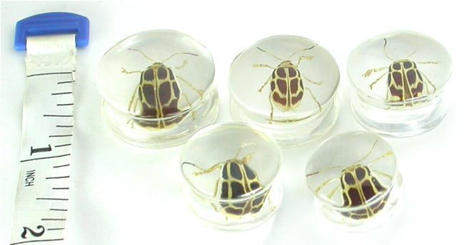 HBYG Bug - Cool Looking Bug inside an acrylic Plug for Gauged Ears - 16mm - 24mm - Price Per 1 - Monster Steel