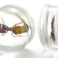 ANT - Actual Ant inside an Acrylic Plug - 16mm - 24mm - Price Per 1