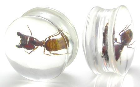 ANT - Actual Ant inside an Acrylic Plug - 16mm - 24mm - Price Per 1