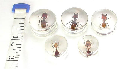ANT - Actual Ant inside an Acrylic Plug - 16mm - 24mm - Price Per 1 - Monster Steel
