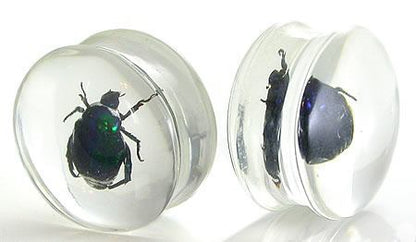 Green Beetle - Actual Green Bettle inside an Acrylic Plug - 16mm-24mm - Price Per 1 - Monster Steel