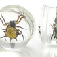 Spider - Real Spider inside Acrylic Plug - 16mm-24mm - Price Per 1