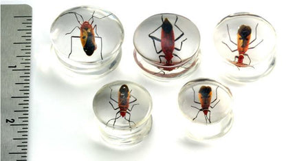 Red Bug or Pyrrhocorid inside an Acrylic Plug for Gauged Ears - 16mm - 24mm - Price Per 1 - Monster Steel