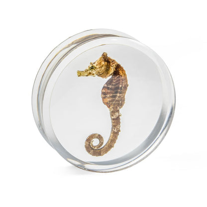 Seahorse Double Flared Acrylic Plug 20mm-32mm - Price Per 1 - Monster Steel