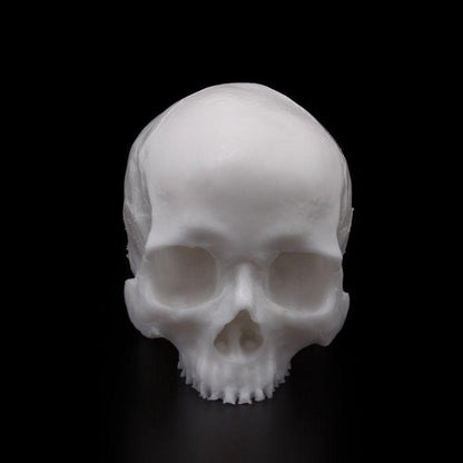 APOF Tattooable Synthetic Skull